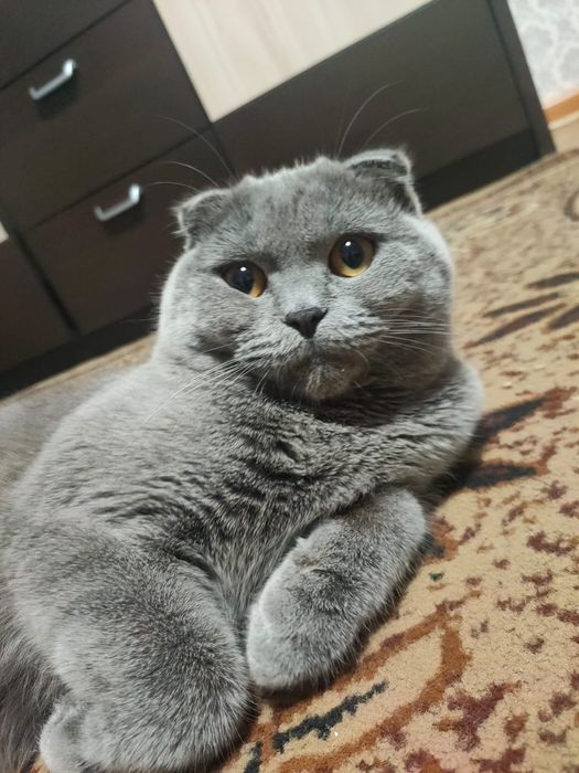 Кот шотландский вислоухий