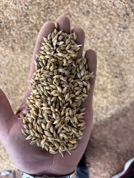 Пшеница.Платный чат.Все корма.