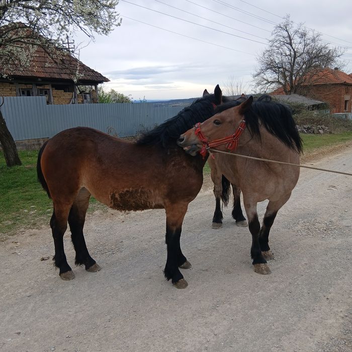 Vând iapa și mânză