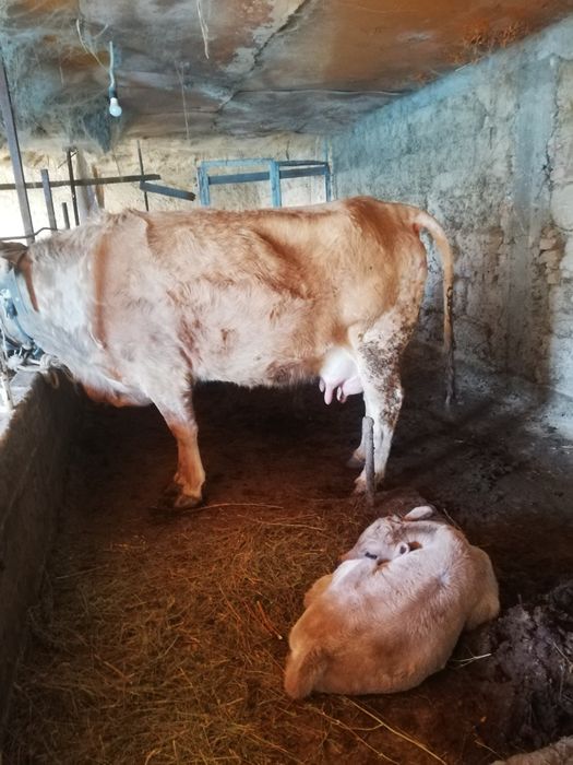 сиыр бұзаулы сатылады