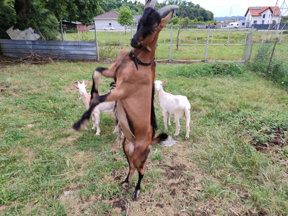 Tap tânăr, sănătoas și viguroas – ideal pentru reproducere sau turma