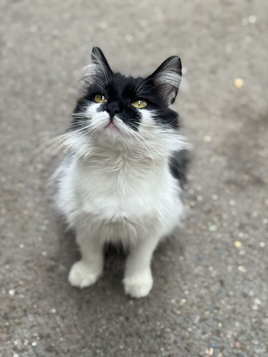 Кошка стерилозованная