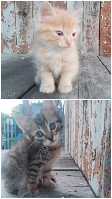 Отдам котят бесплатно, привезём сами