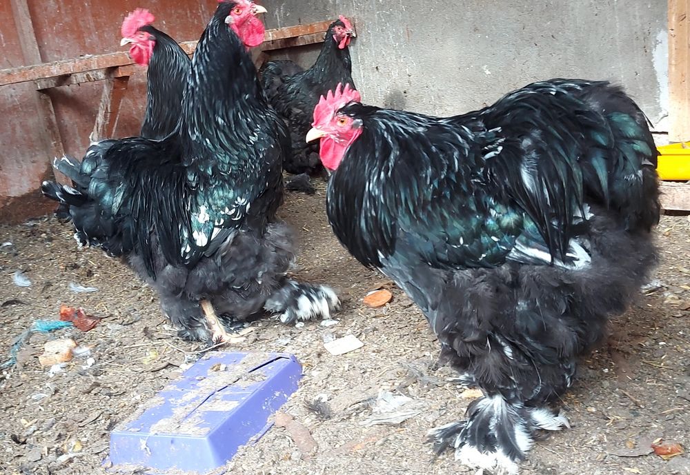 Кохинхины петушки