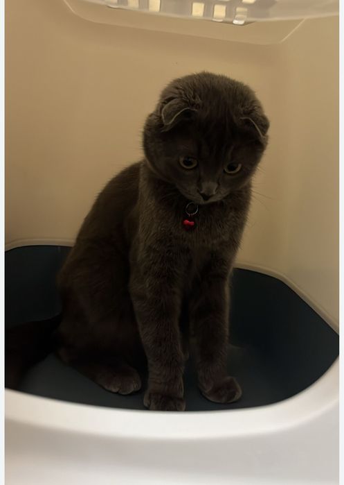 Шотланский вислоухий кошка