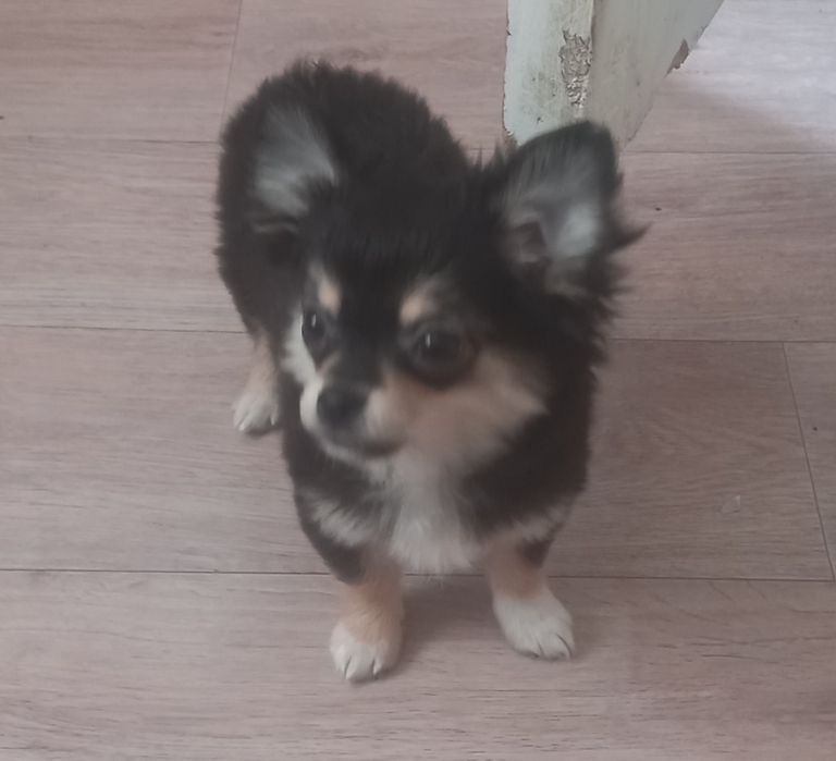 Красотка девочка чихуахуа