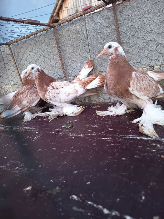 Porumbei Roller Persan
