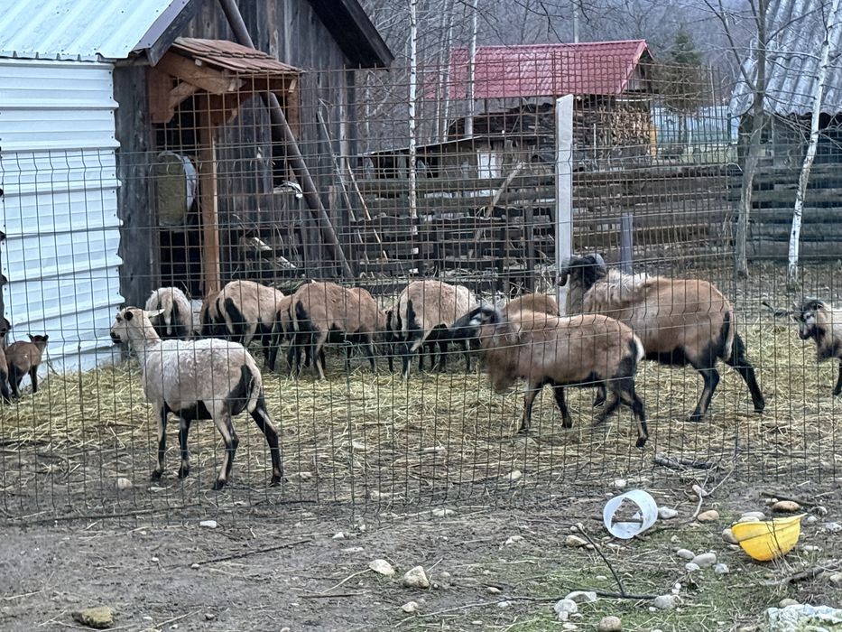 Vand oi Camerun fatate si gestante