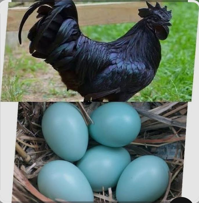 Qora tovuq gowt qora tuxum kok