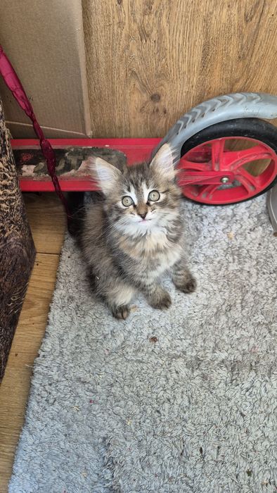 Отдам котенка в добрые руки