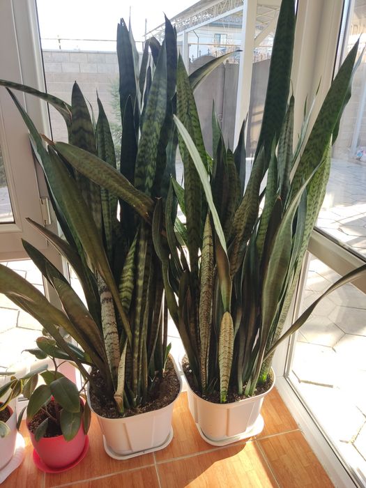 Цветы Сансевиерия