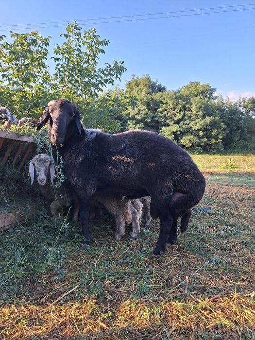 Berbeci Karakul de Botoșani