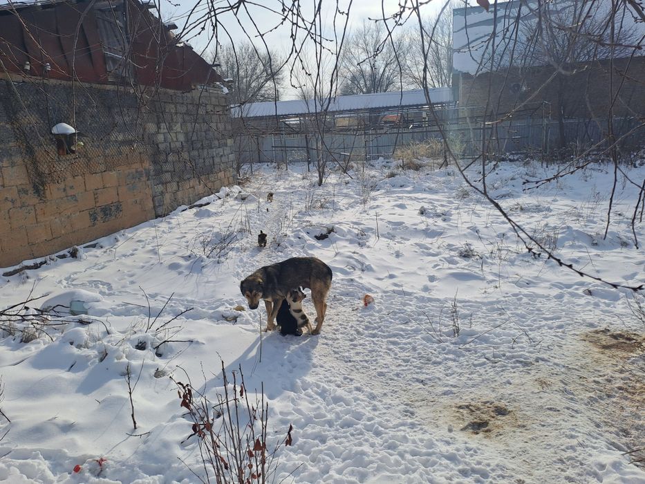 Шенки тобет девочки и мальчики