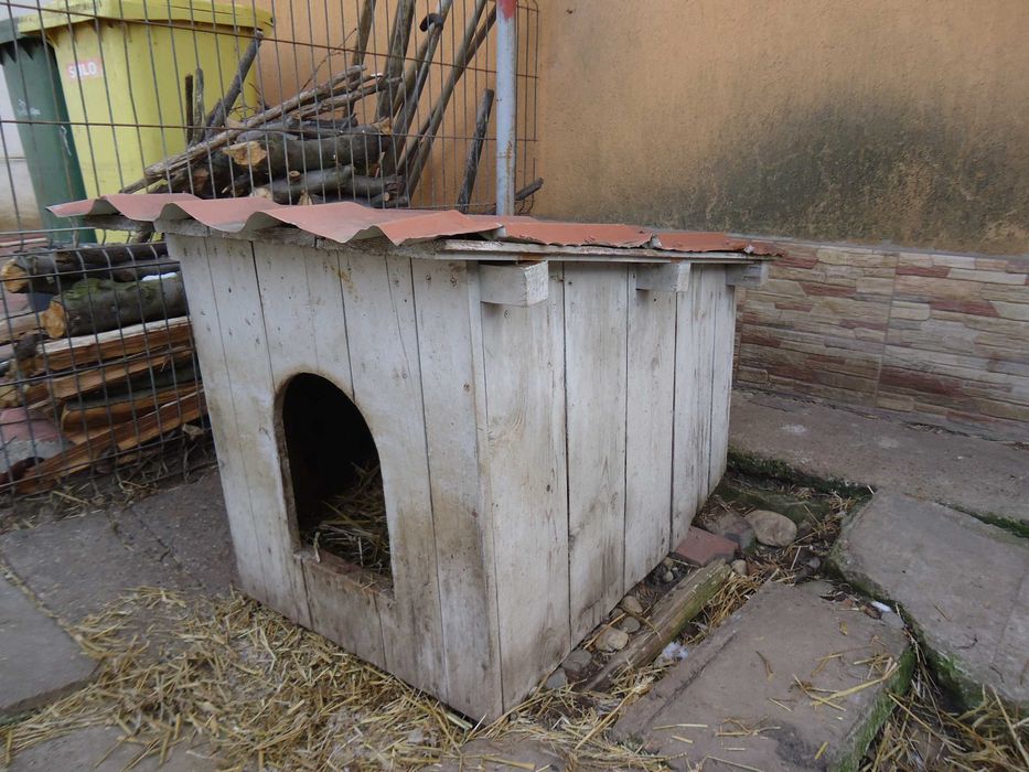 Vand cusca din lemn pentru caine