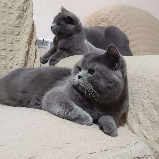 Nasl olishga mushuk Вязка