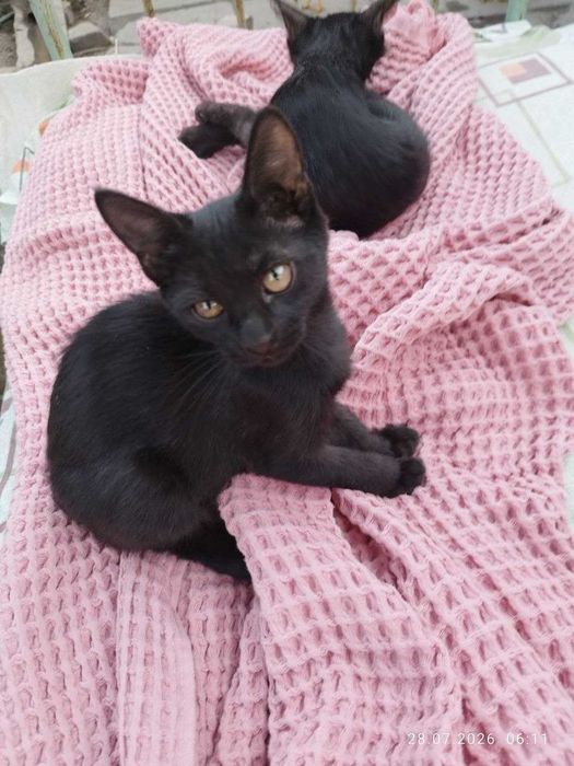 Котята Домашние Чёрные