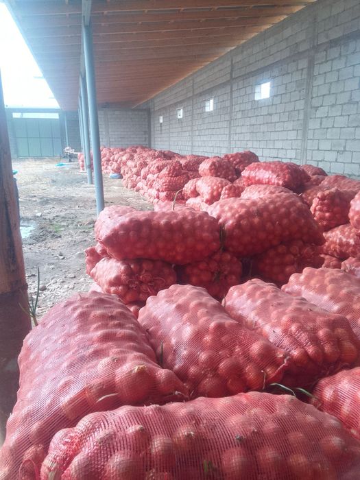 Пиёз (лук) сотилади