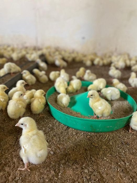 Гусята утята бройлер
