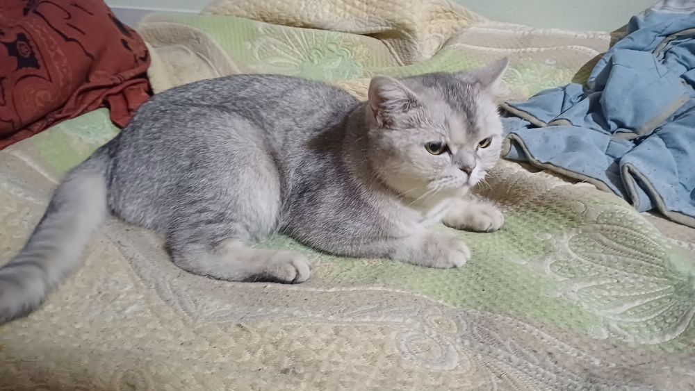 Кошечка ищет дом