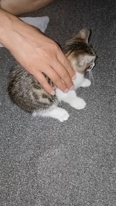 Котенок с паспортом в добрые руки
