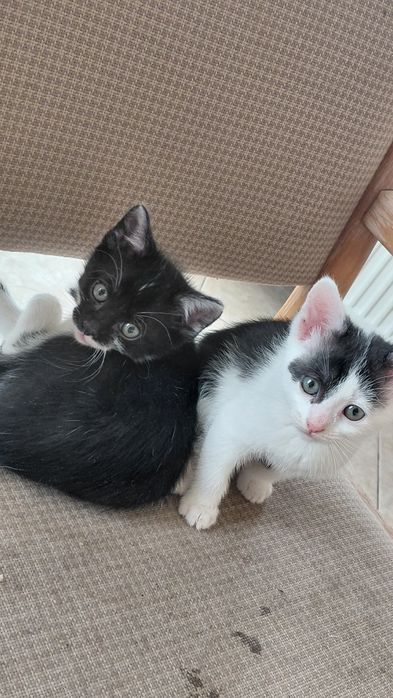 Donez 5 pui de pisica