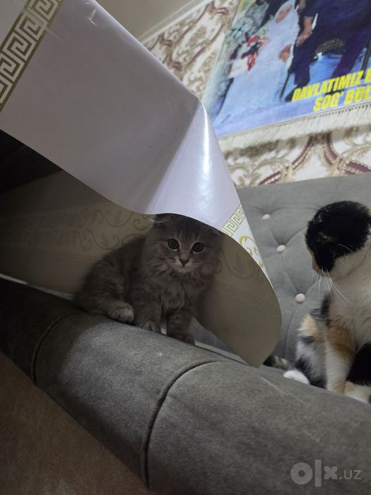 Шотландский вислоухий котенок девочка