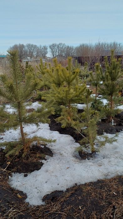 Продам сосны и др