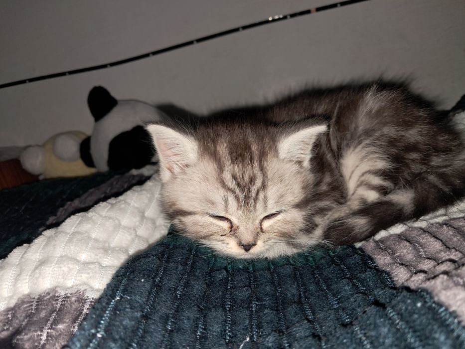 котёнок, скоттиш страйт