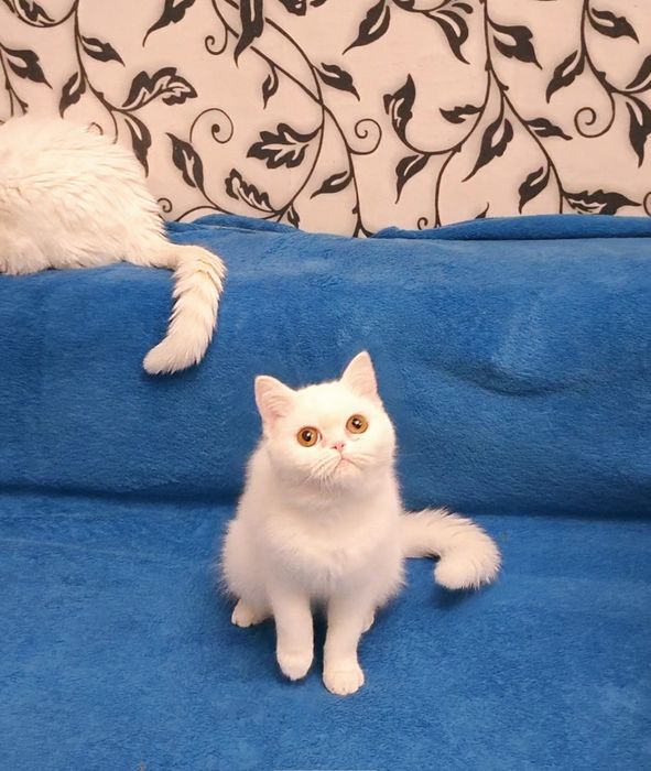 Экзотическая короткошерстная девочка