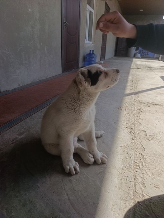 alabay 100%toza parodasi vaksina qilingan solgʻlom 2oylik   erkak akti