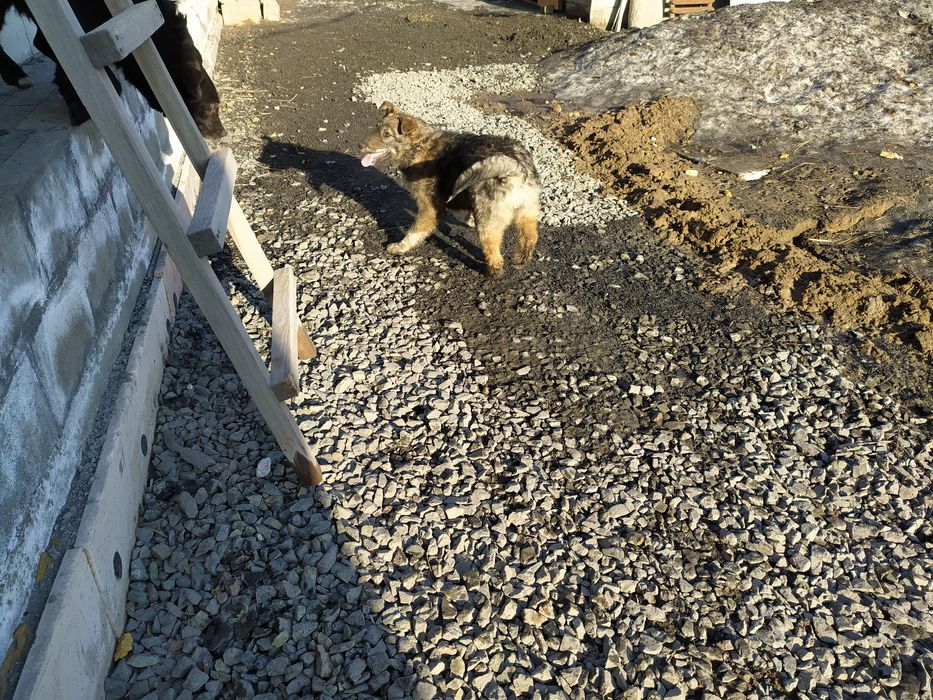 Отдам щенка девочку 6 месяцев.