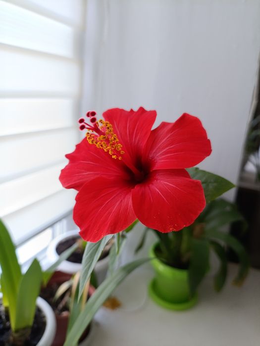 Цветы комнатные .