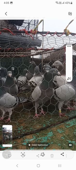 De vanzare porumbei voiajor