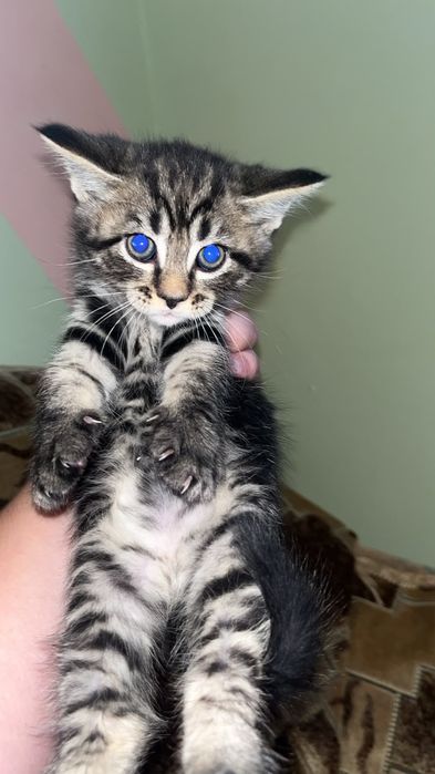 Продам милых,красивых котят.