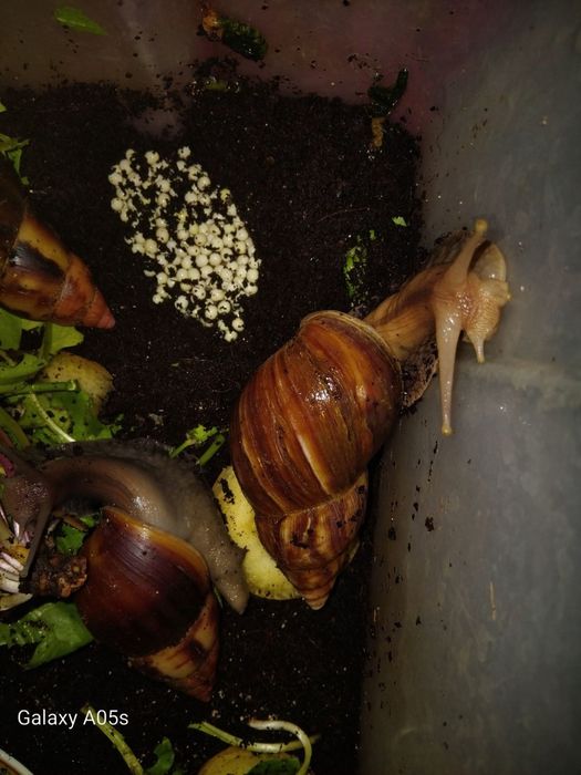 Ulitkalar sotuvda har hil razmerlari bor optomgayam donagayam bor