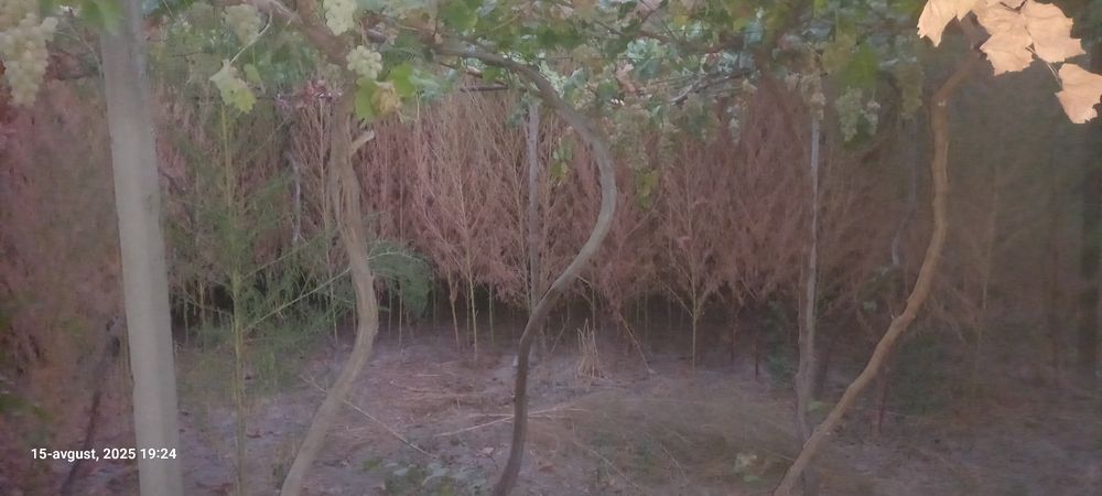 Shupurgilar sotiladi narxini kelishamiz