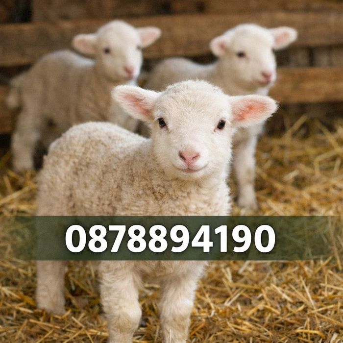 Продавам агнета различни килограми