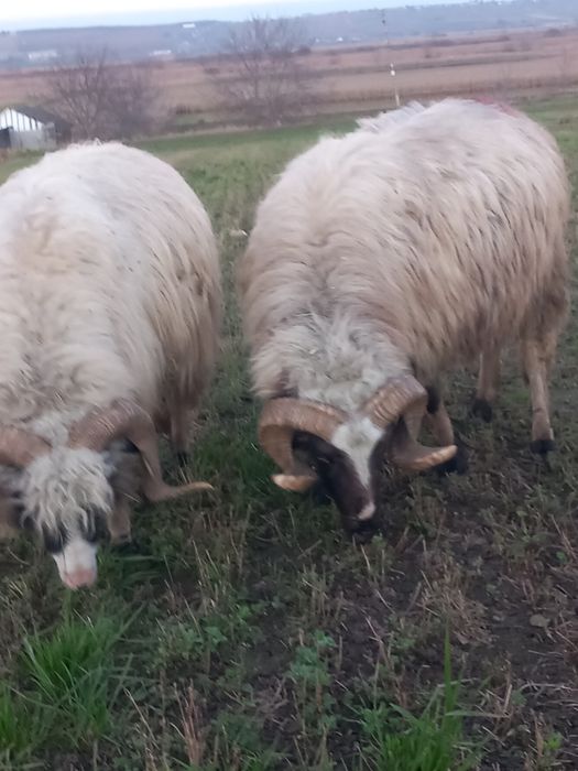 Vând oi și berbeci