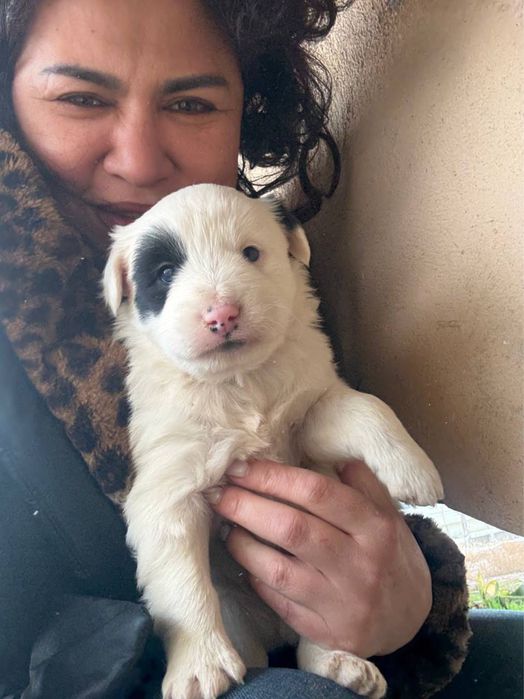 Отдам в добрые руки шенят