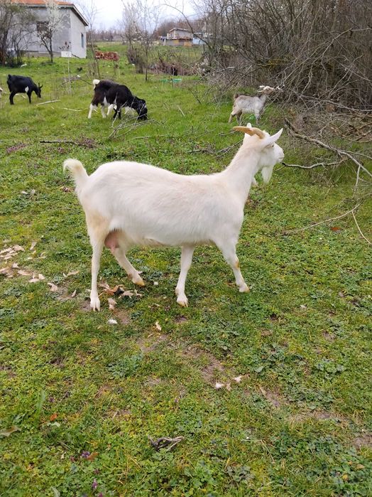 Продавам 4 кози и 3 ярета