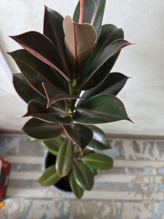 Фикус гүлі /цветок