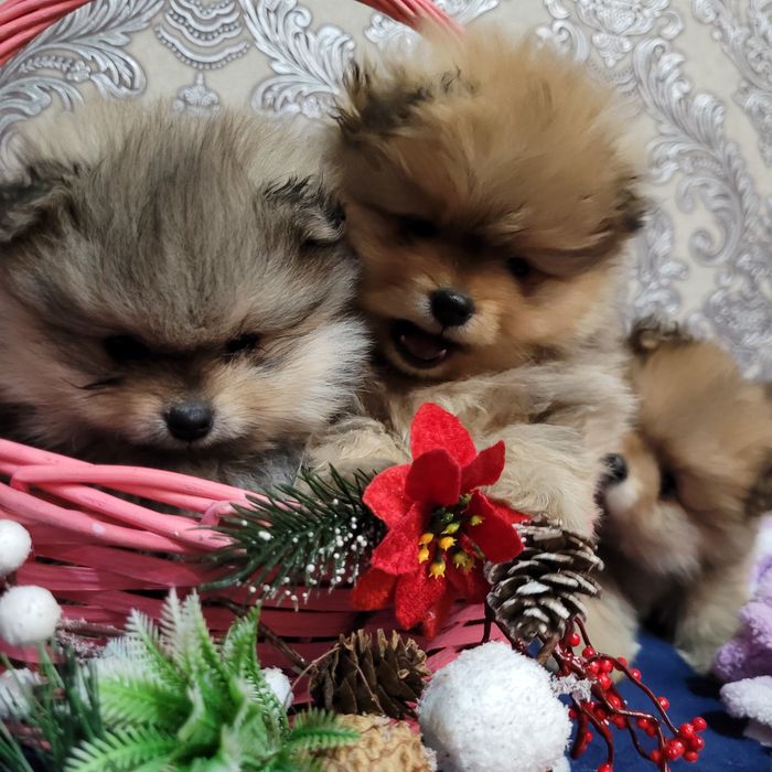 Продаются шпицы малыши