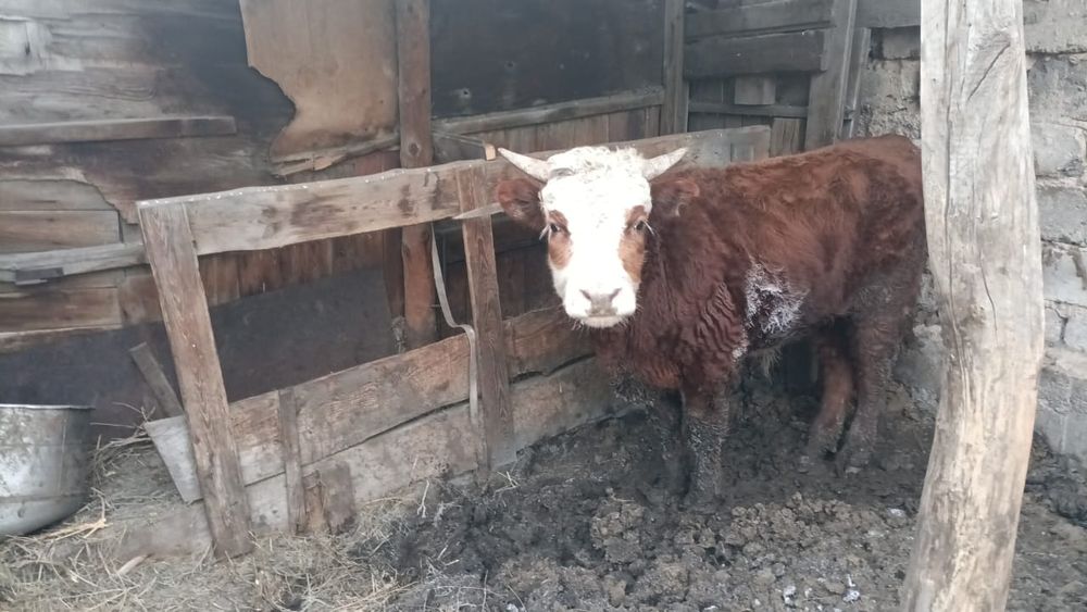 Продается бычок 1,5 год