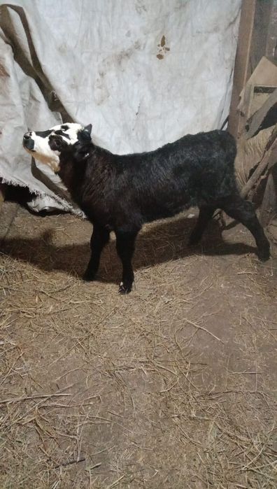 Продам телёнка, бычок