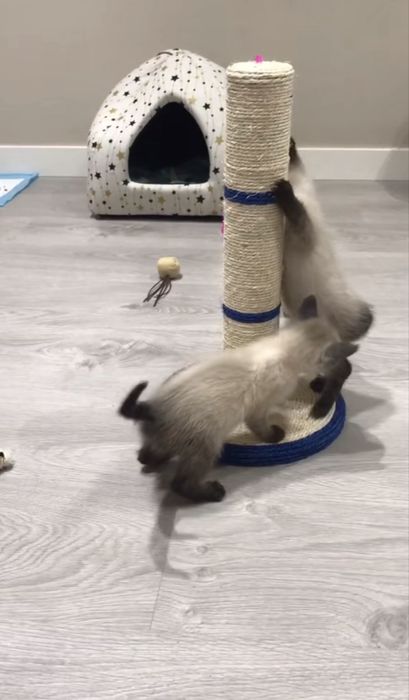 Малко сиамско коте