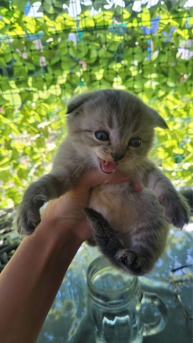 Котенок вислоухий девочка