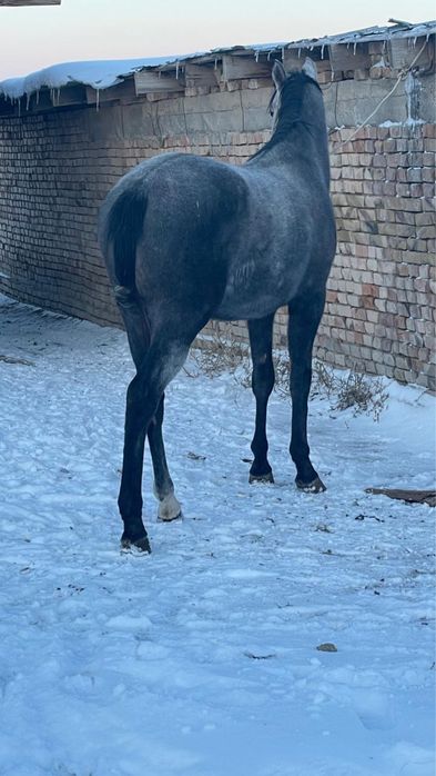 Жеребец англо араб.