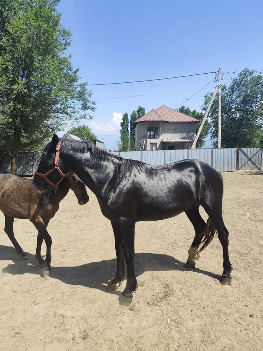 Орловский  рысак лошадь