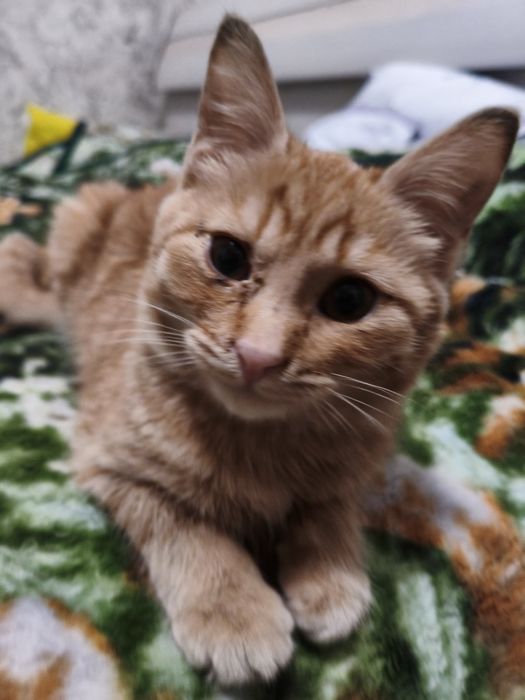 Отдам подвижных игривых котят в добрые руки