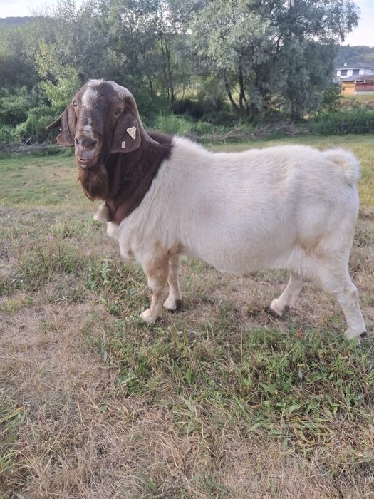 Vand tap rasa Boer